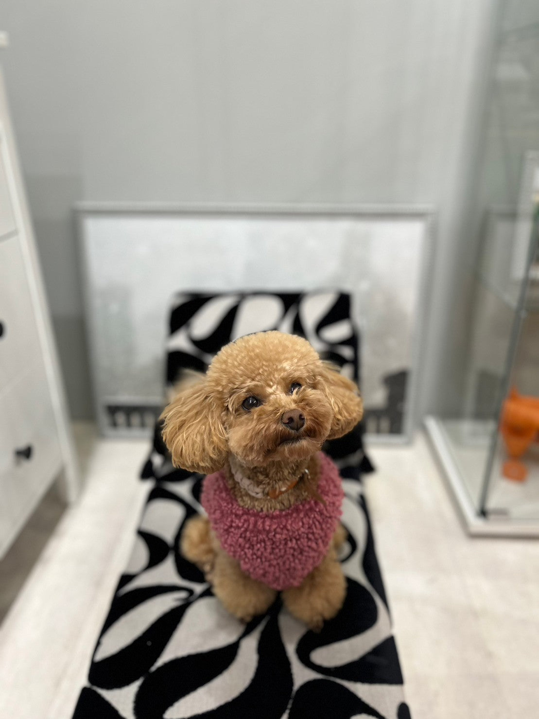 Teddy Harness