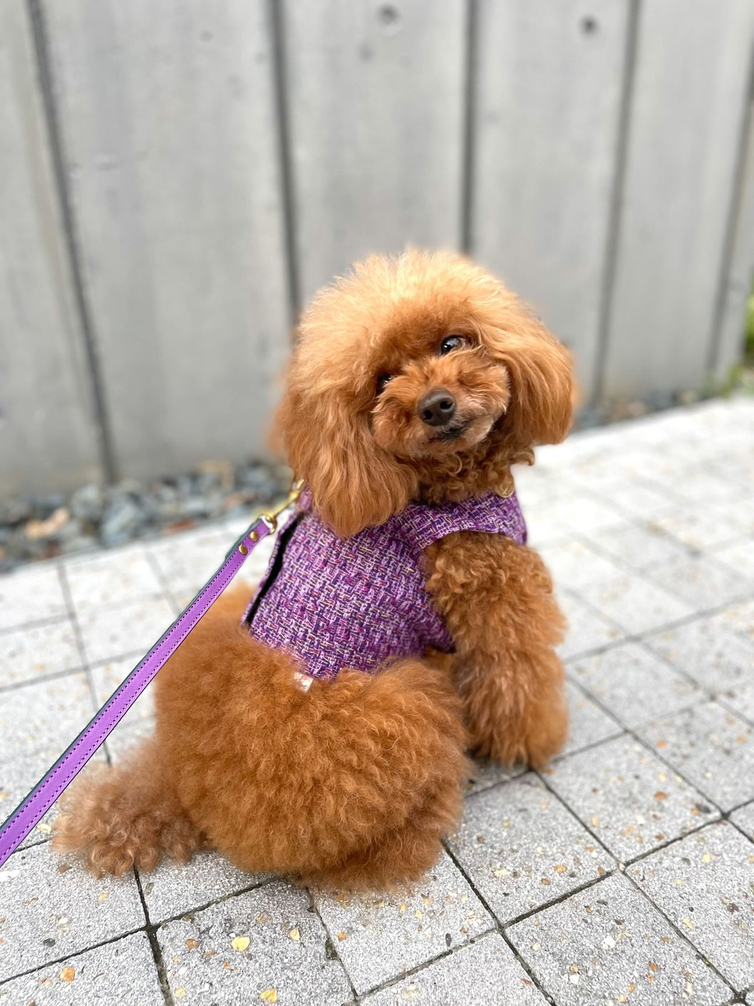 Lollipet ハーネス(lollipet) Classic chanel Harness パープル XS
