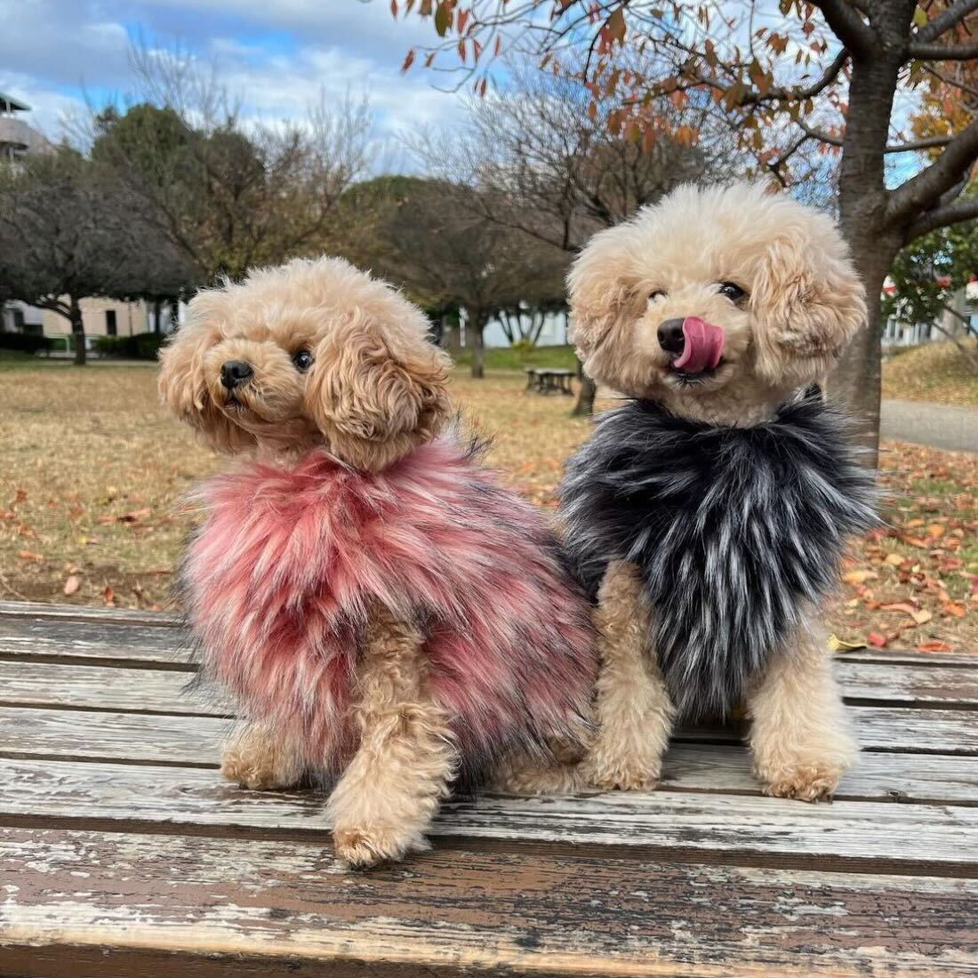 Classico Fur Harness – 【公式】vesticane