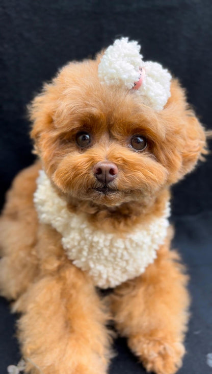 Teddy Harness