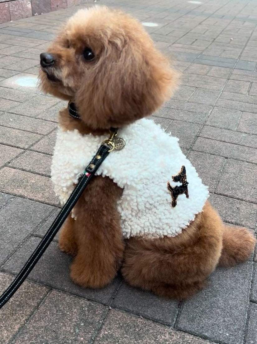 Teddy Harness