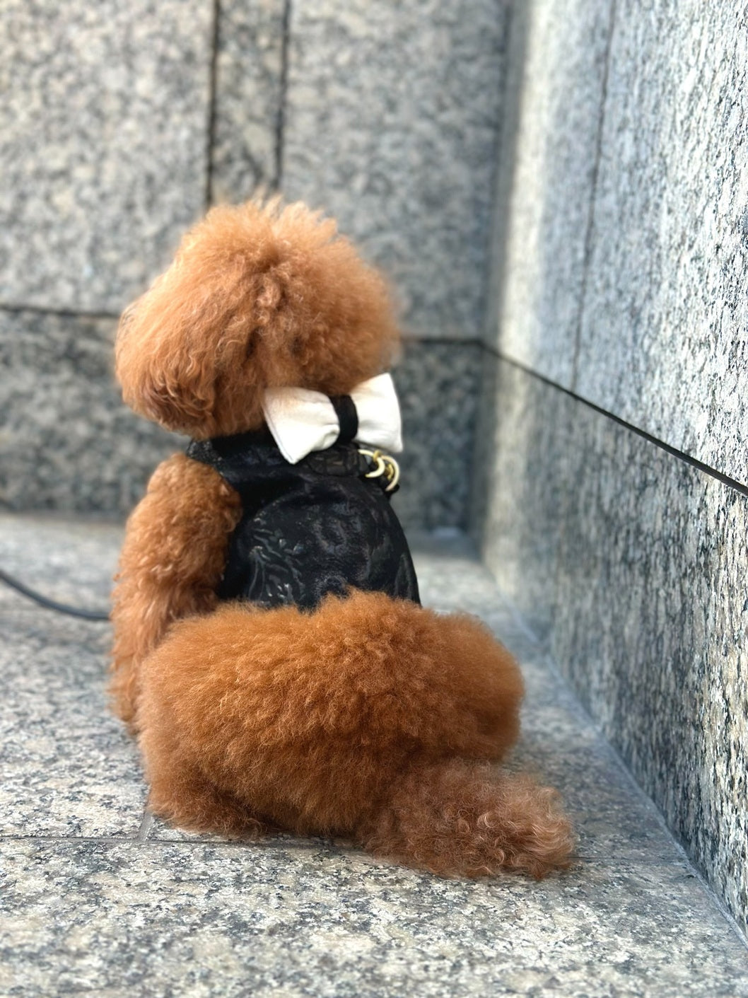 Classic Party Harness