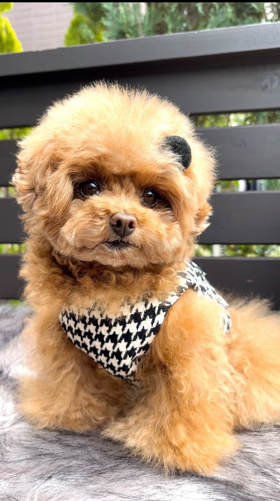 Classic Biondina Harness