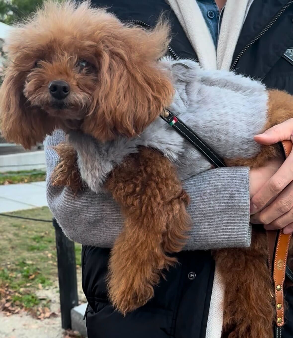 Classic Trops Harness