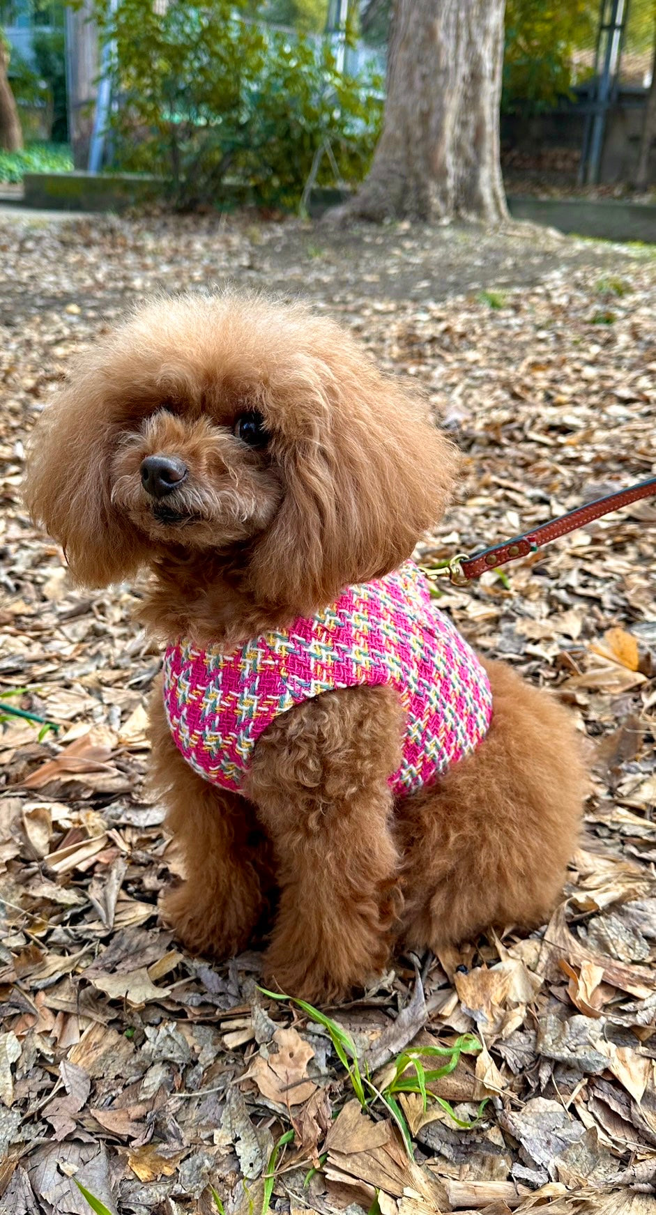 Classic Tweed Harness