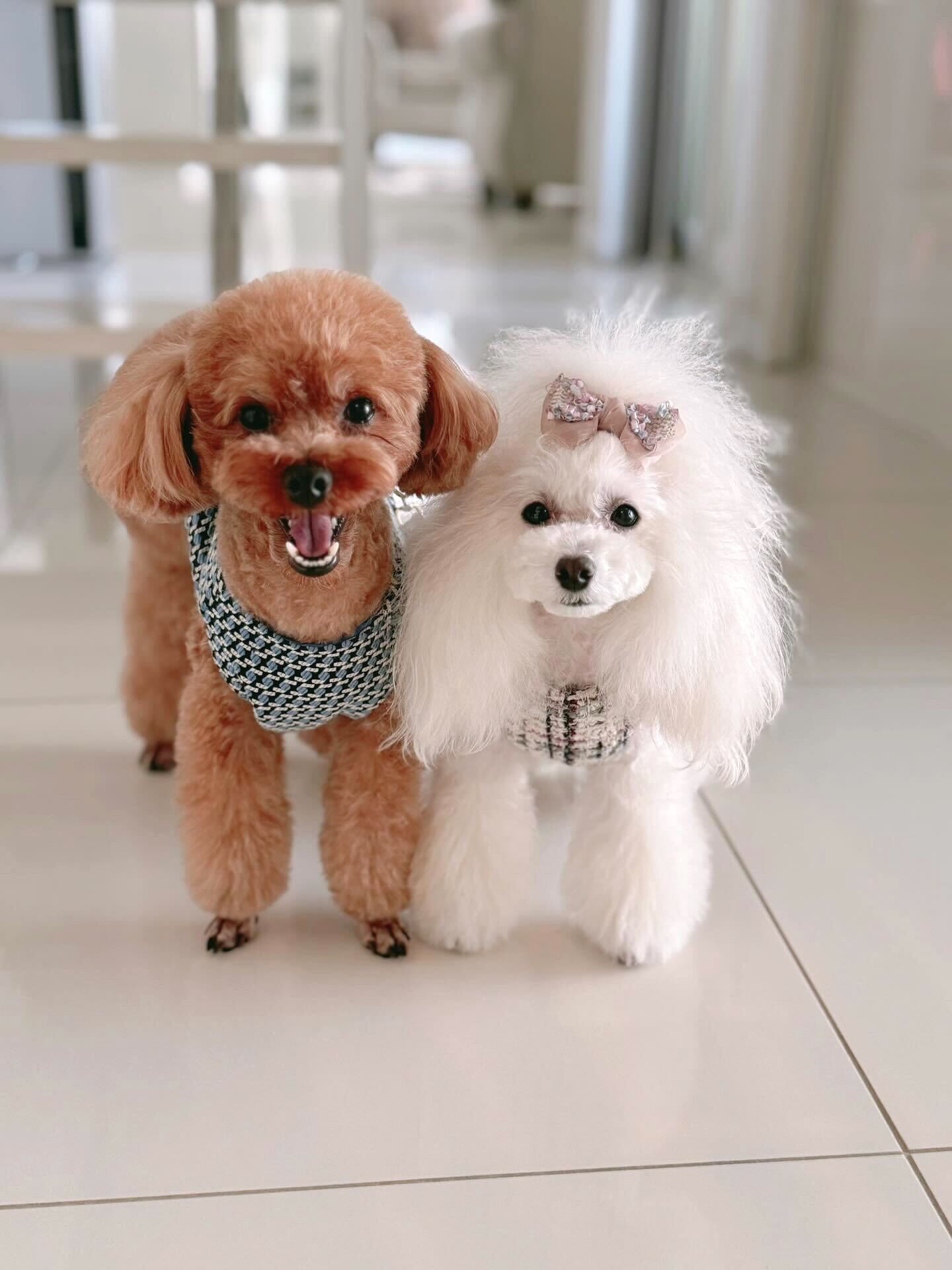 Lollipet ハーネス(lollipet) Classic chanel Harness ホワイト x