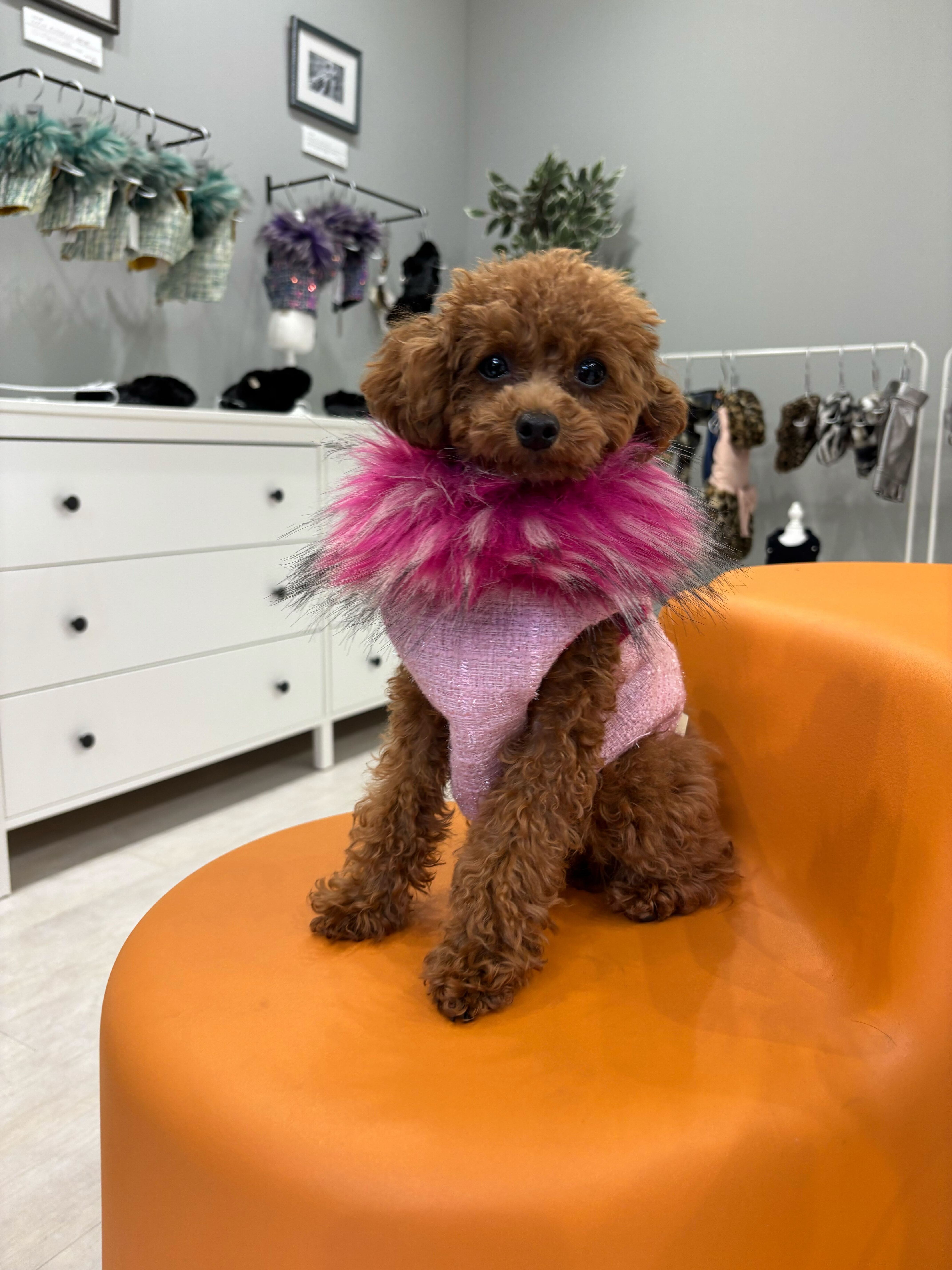 Lollipet ハーネス Sサイズ Lollipet ハーネス(lollipet) Classic chanel BERBERO fur Harness