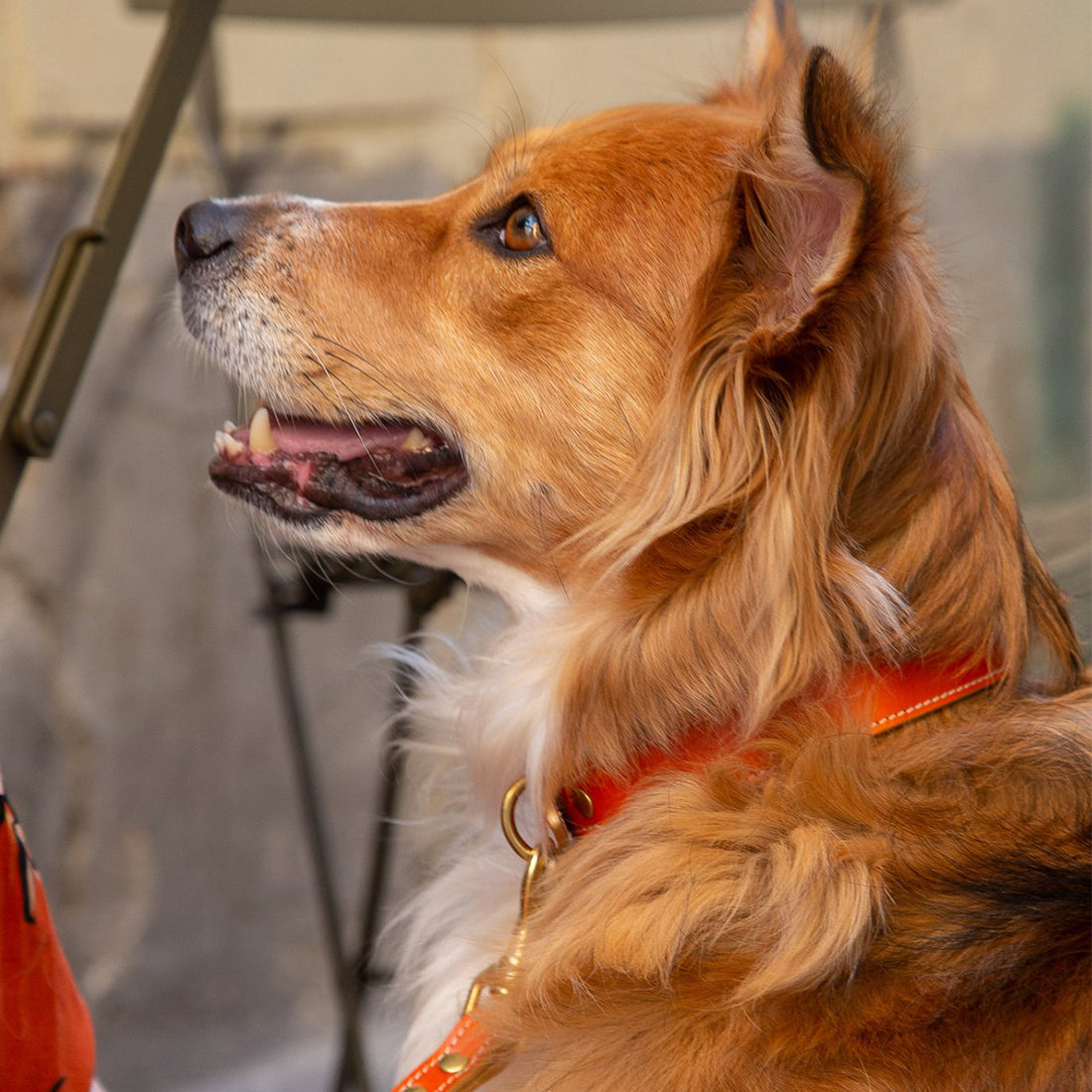 LEATHER DOG COLLAR