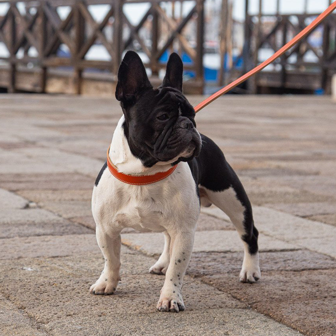LEATHER DOG COLLAR