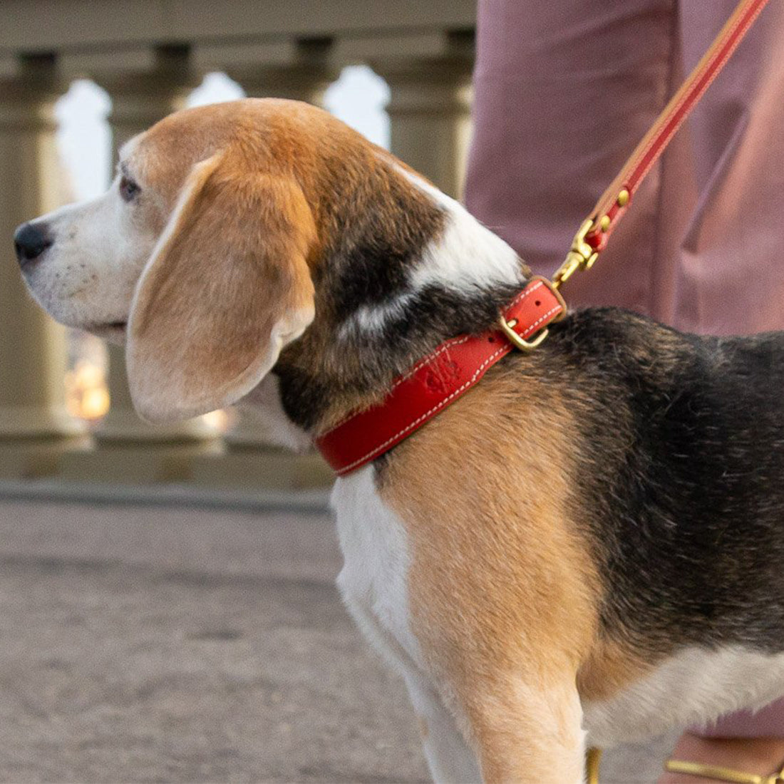 LEATHER DOG COLLAR