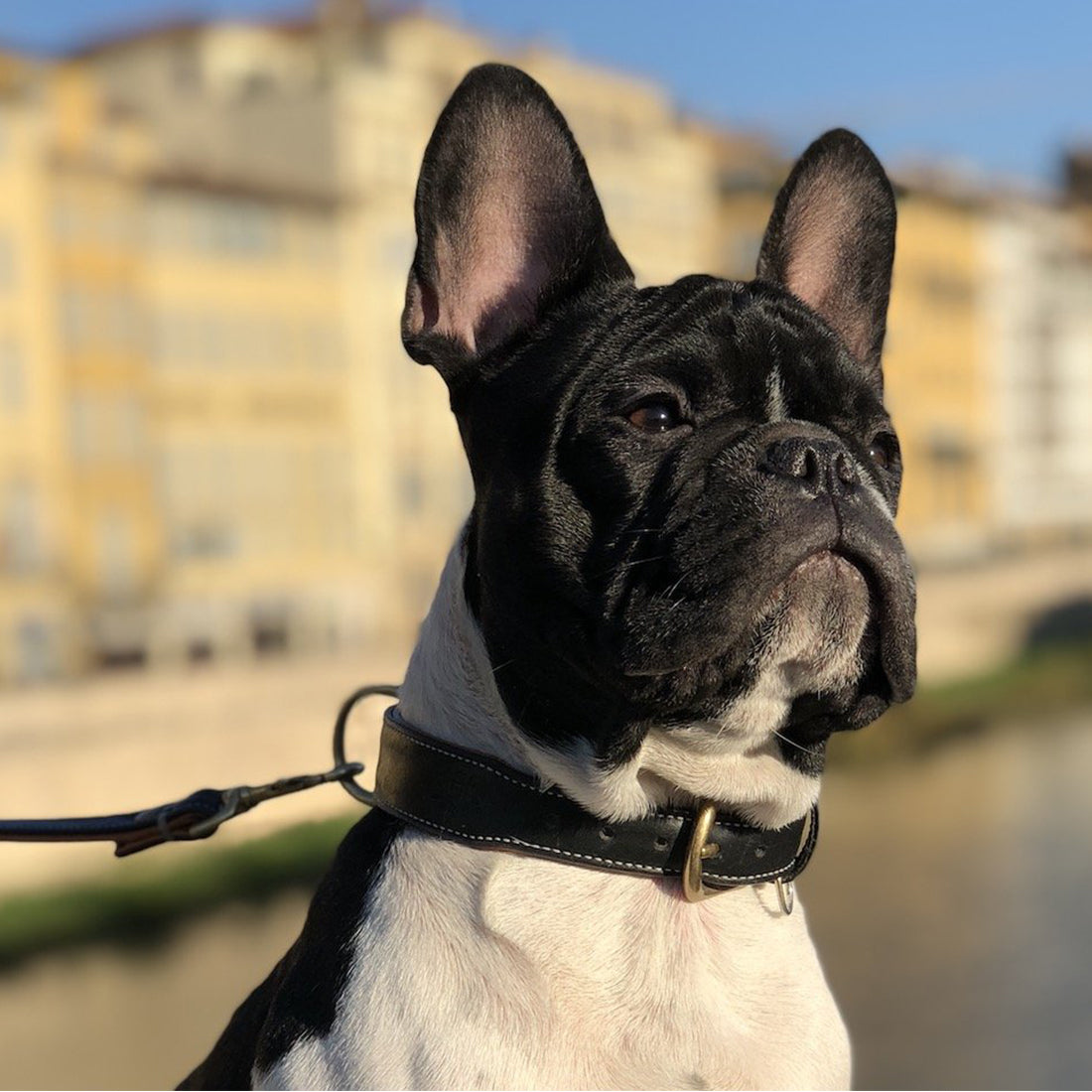 LEATHER DOG COLLAR