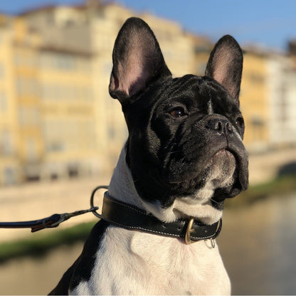 LEATHER DOG COLLAR