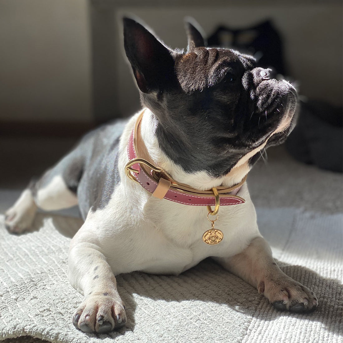 LEATHER DOG COLLAR