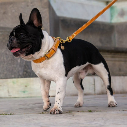 LEATHER DOG COLLAR