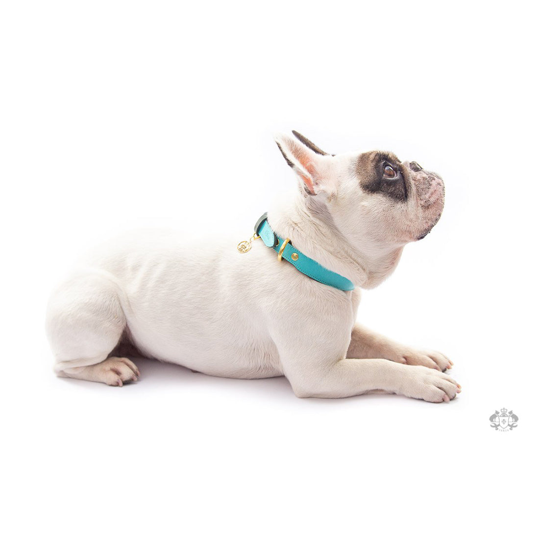 LEATHER DOG COLLAR