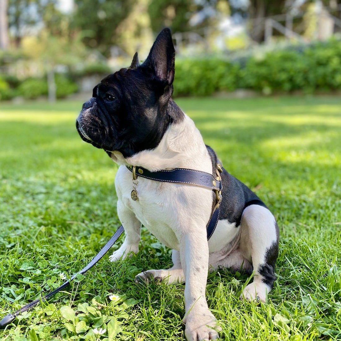 LEATHER DOG HARNESS