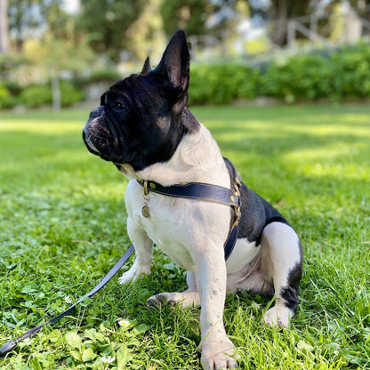 LEATHER DOG HARNESS