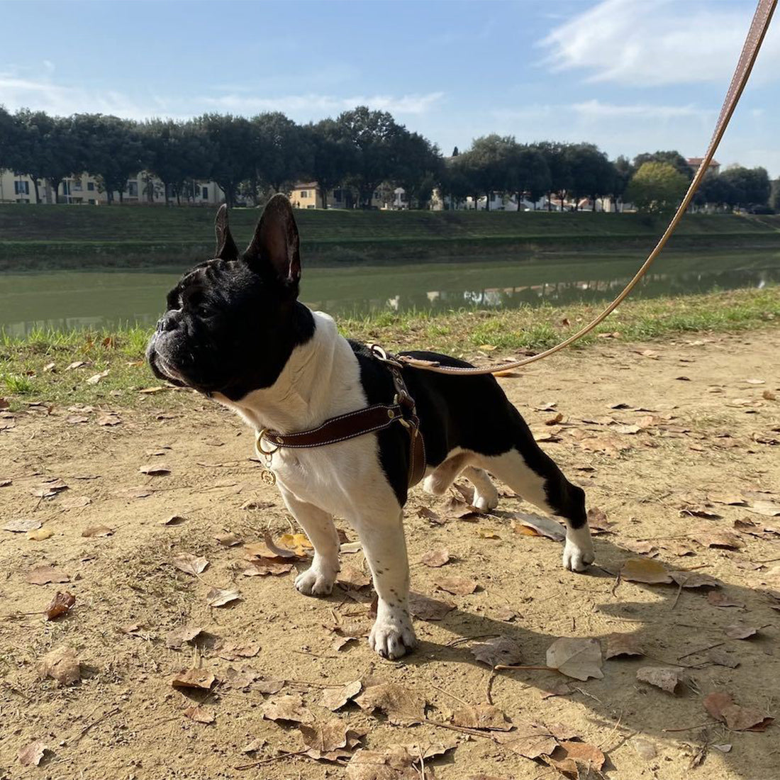 LEATHER DOG HARNESS