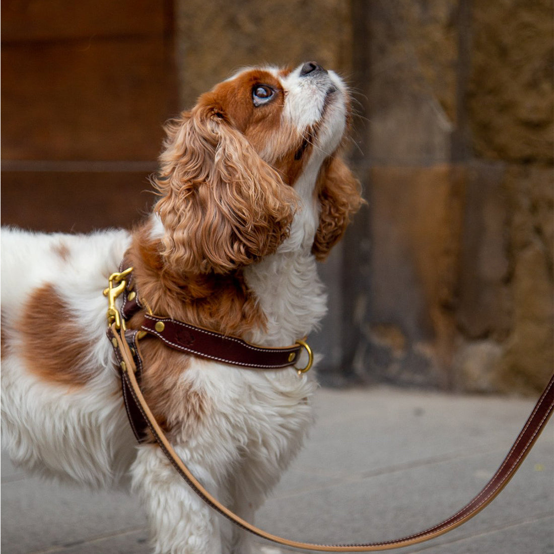 LEATHER DOG HARNESS