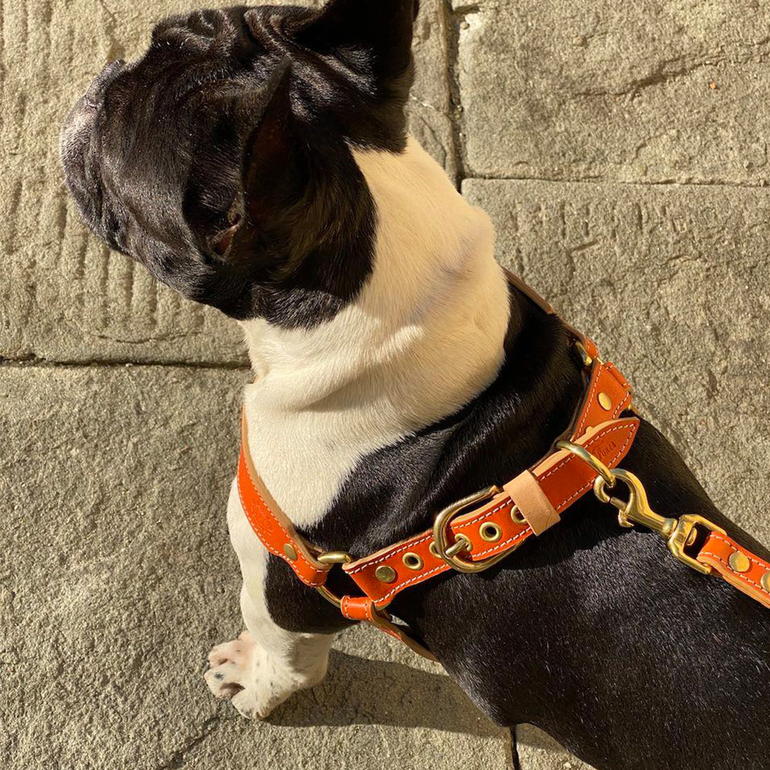 LEATHER DOG HARNESS