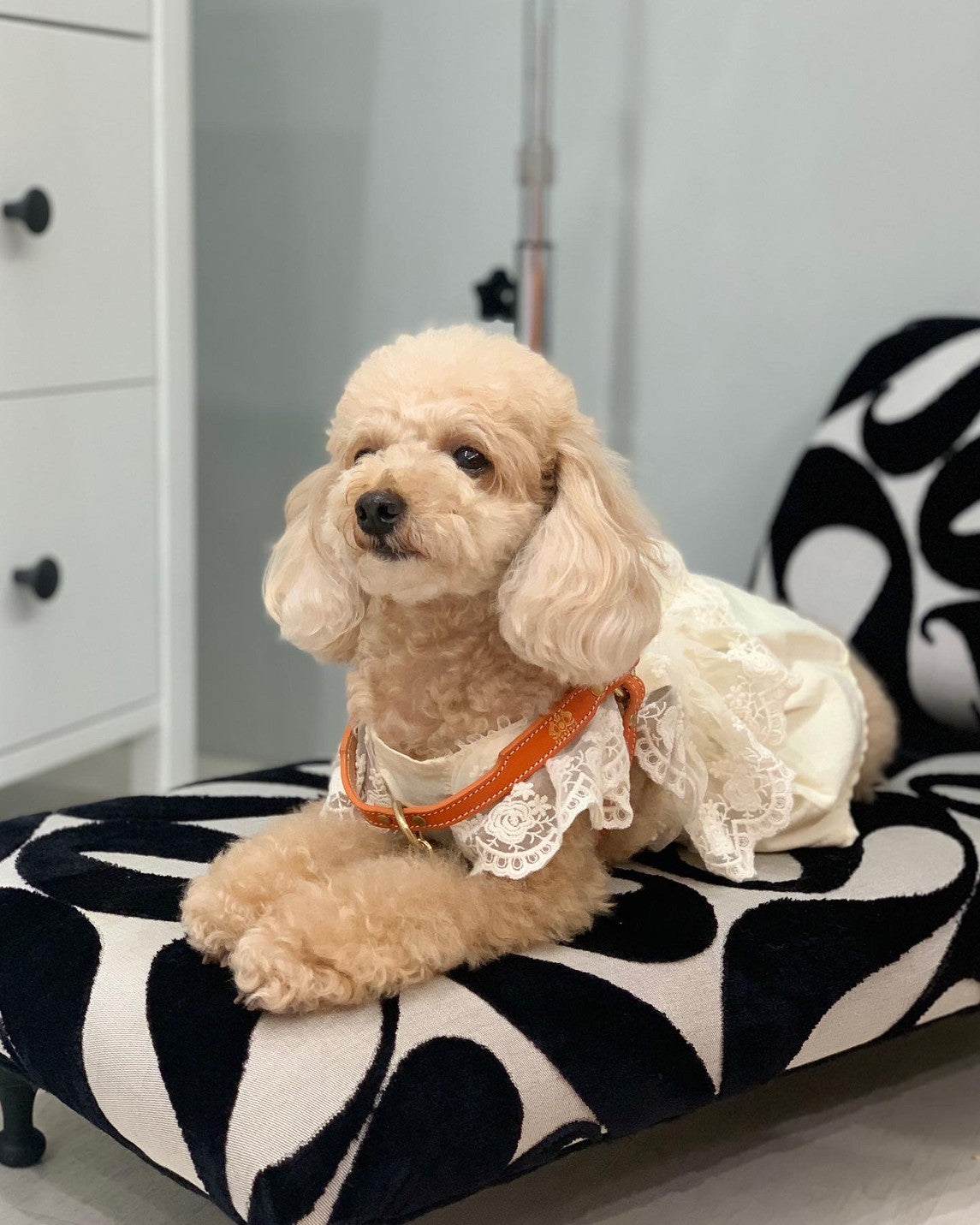 LEATHER DOG HARNESS