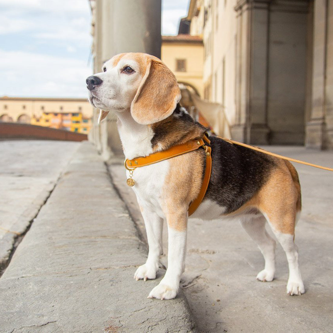 LEATHER DOG HARNESS