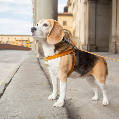 LEATHER DOG HARNESS