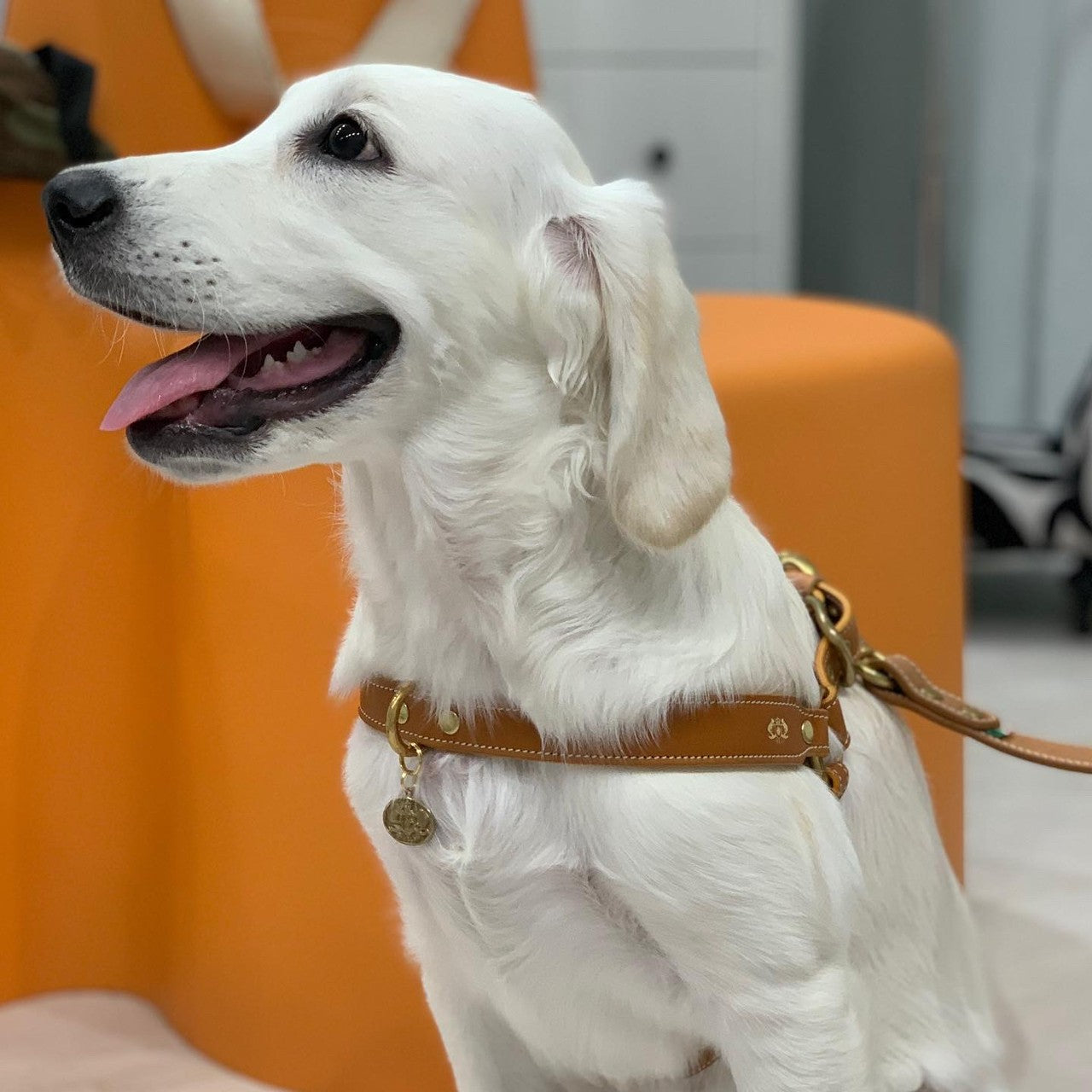 LEATHER DOG HARNESS