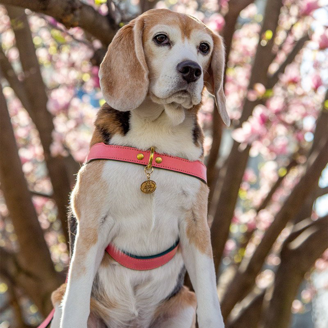 LEATHER DOG HARNESS