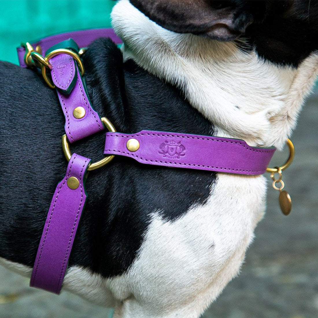 LEATHER DOG HARNESS