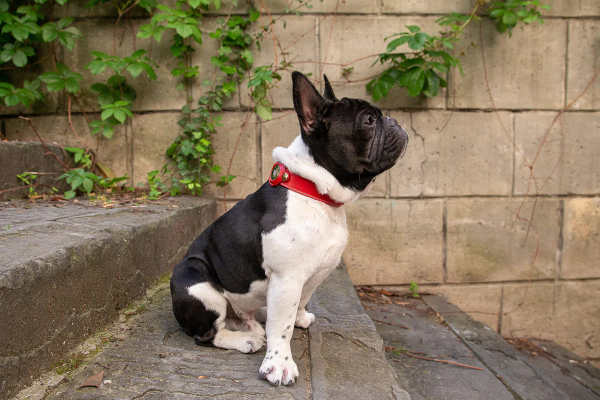 POPPY RED LEATHER DOG COLLAR - AIRTAG EDITION