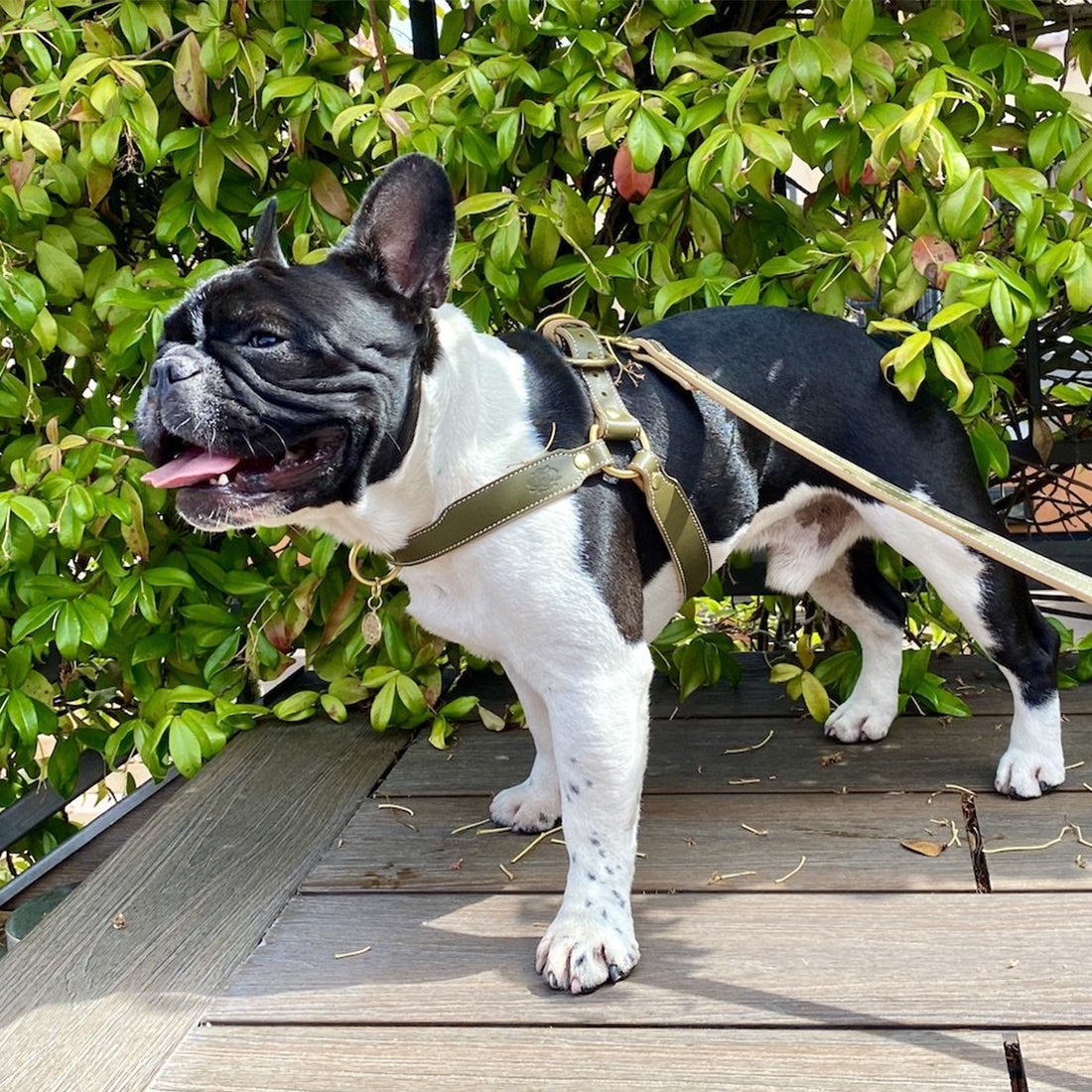 OLIVE GREEN LEATHER DOG HARNESS